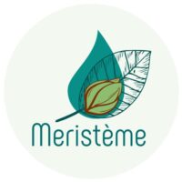 méristèmes